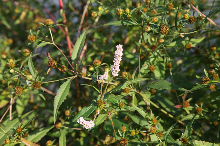 Full Size Image = 4165 K