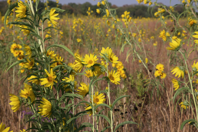 Full Size Image = 4486 K