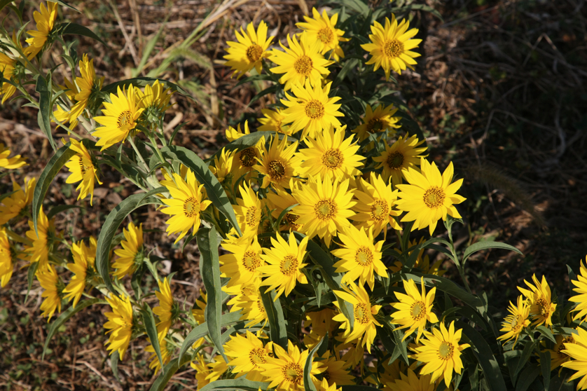 Full Size Image = 5007 K