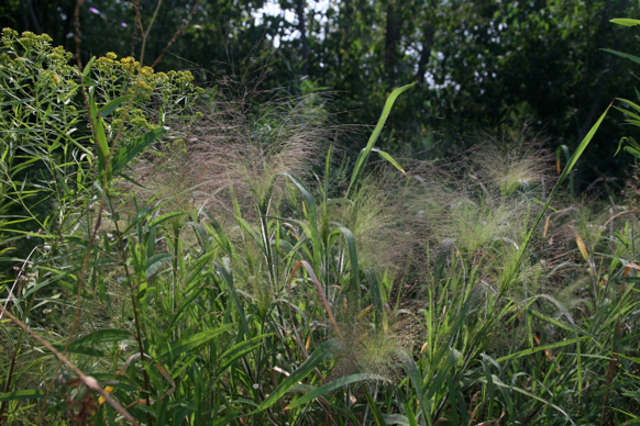 Full Size Image = 535 K