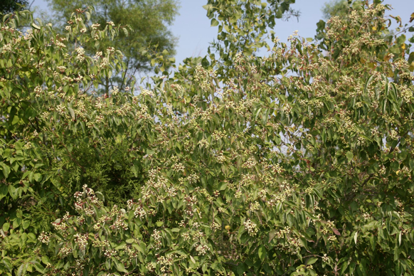 Full Size Image = 687 K