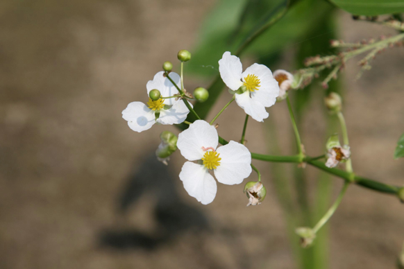 Full Size Image = 134 K