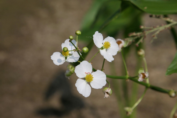 Full Size Image = 130 K