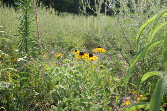 Full Size Image = 493 K