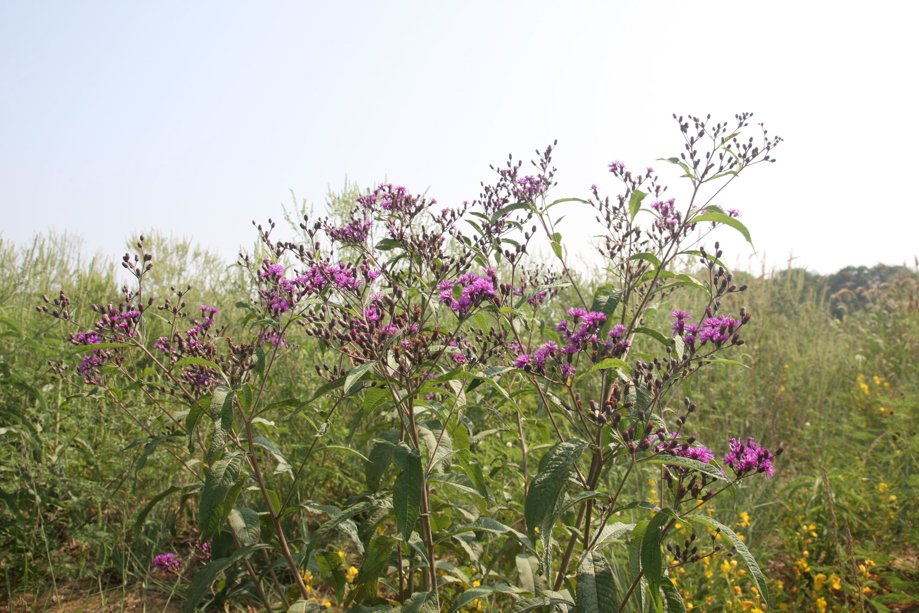 Full Size Image = 791 K