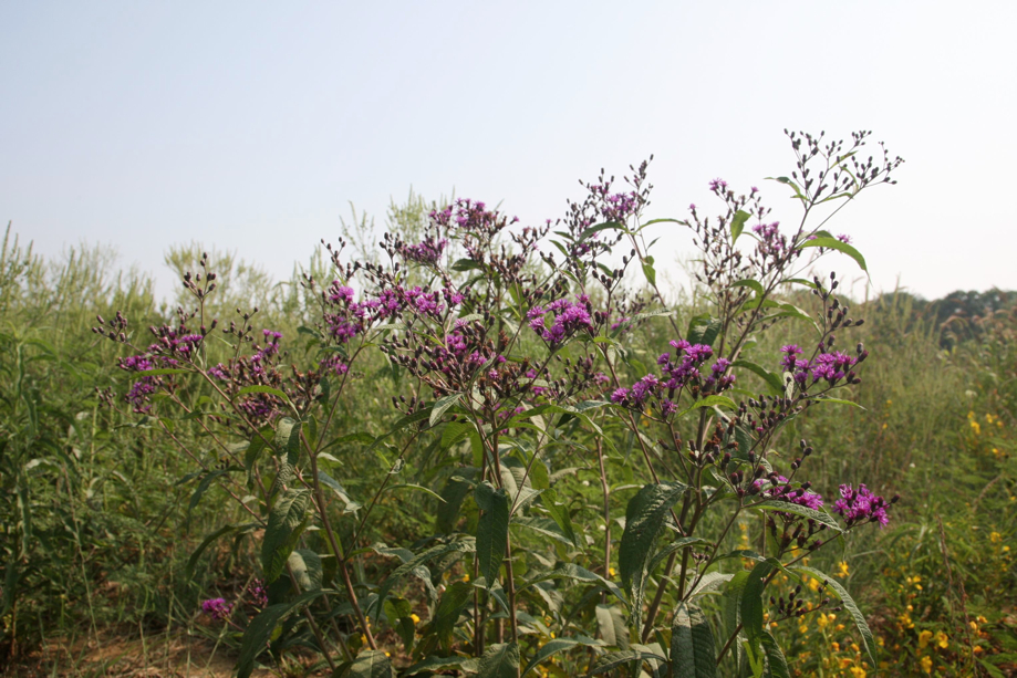 Full Size Image = 691 K