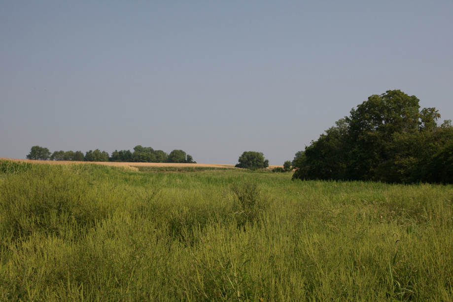 Full Size Image = 784 K