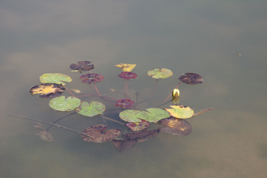 Full Size Image = 331 K