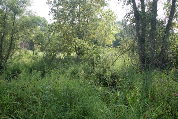 Full Size Image = 729 K