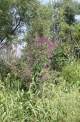 8 foot Ironweed