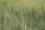 Big Bluestem
