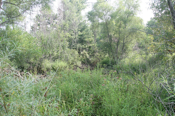 Dense vegetation