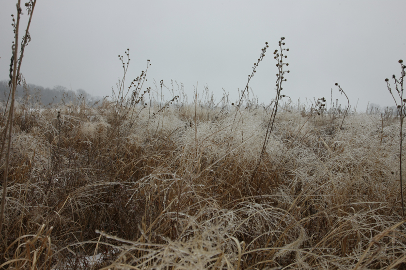 Full Size Image = 4816 K