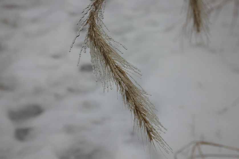 Full Size Image = 2438 K