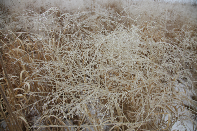 Full Size Image = 4781 K