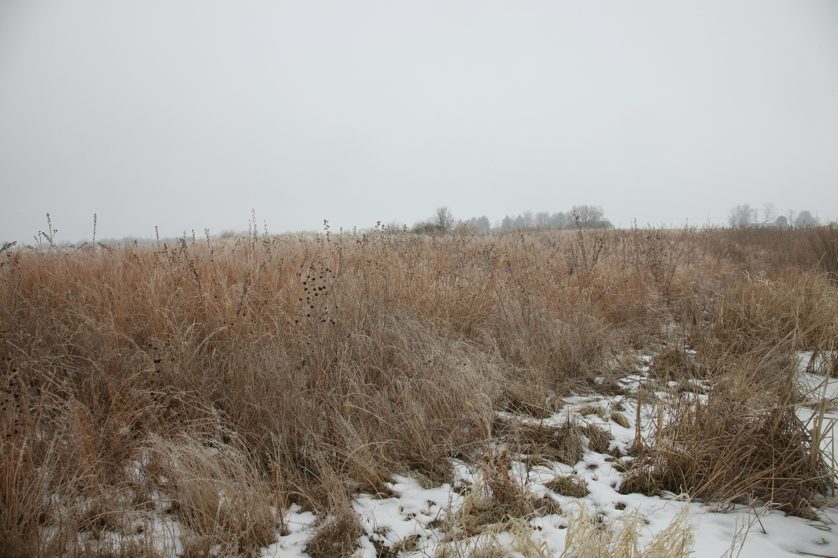 Full Size Image = 4607 K