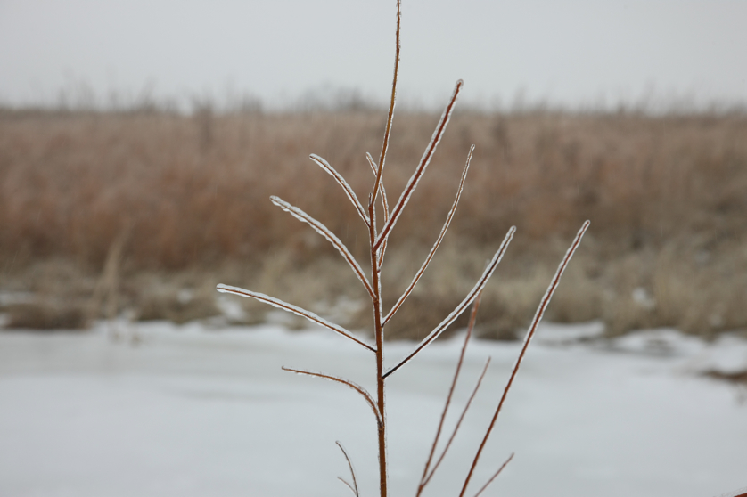 Full Size Image = 2405 K