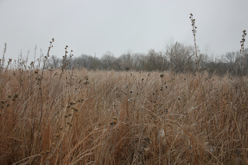 Full Size Image = 4868 K