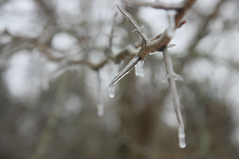 Full Size Image = 2464 K