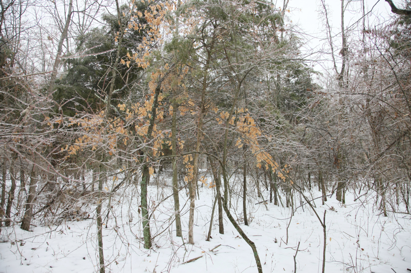 Full Size Image = 7015 K