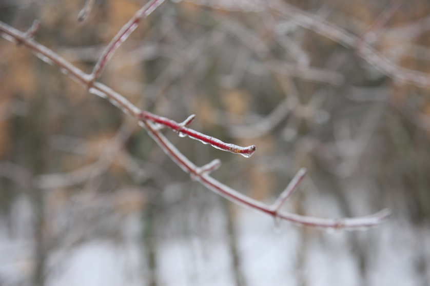 Full Size Image = 2558 K