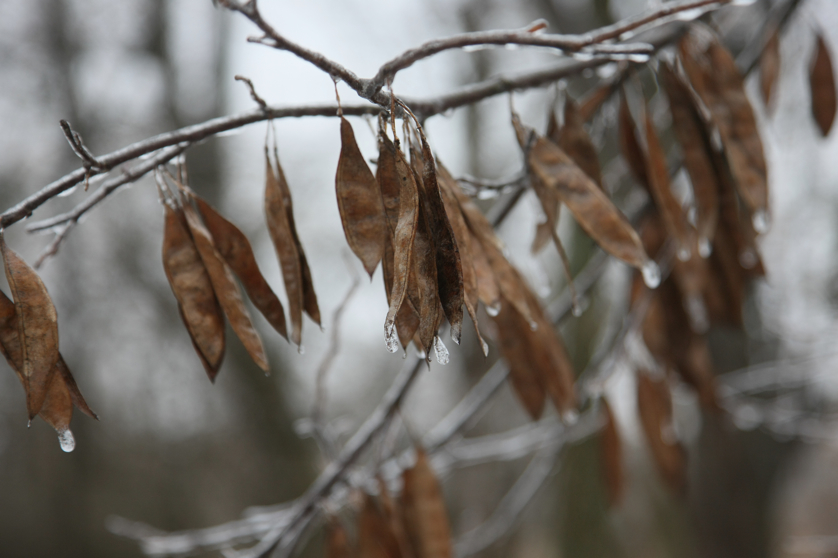 Full Size Image = 2867 K