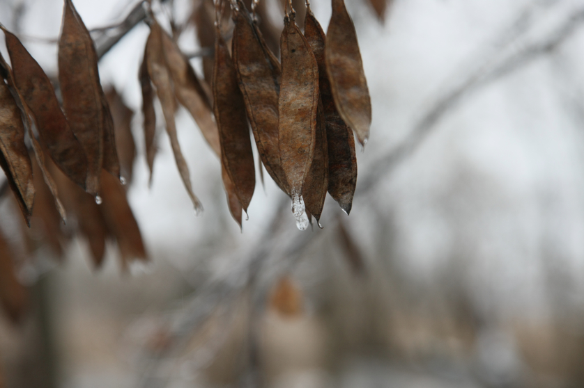 Full Size Image = 2781 K