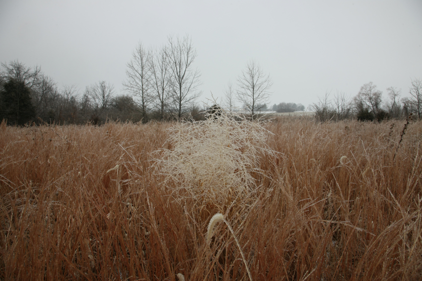 Full Size Image = 4777 K