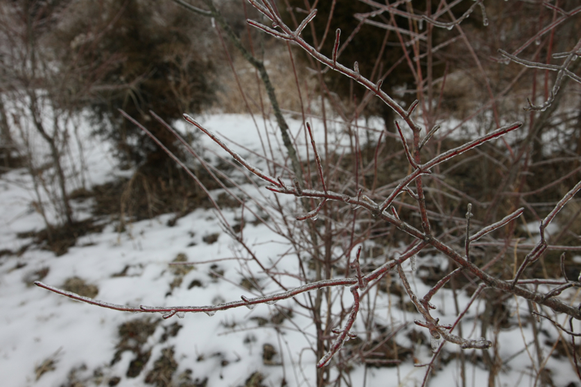 Full Size Image = 3569 K