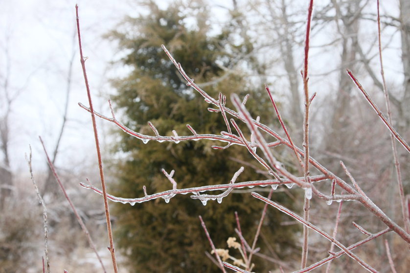 Full Size Image = 3575 K