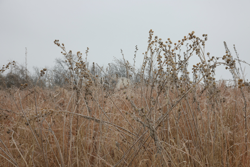 Full Size Image = 4531 K