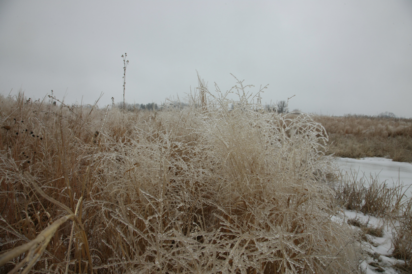 Full Size Image = 4373 K