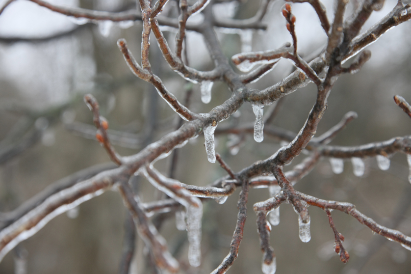 Full Size Image = 3206 K