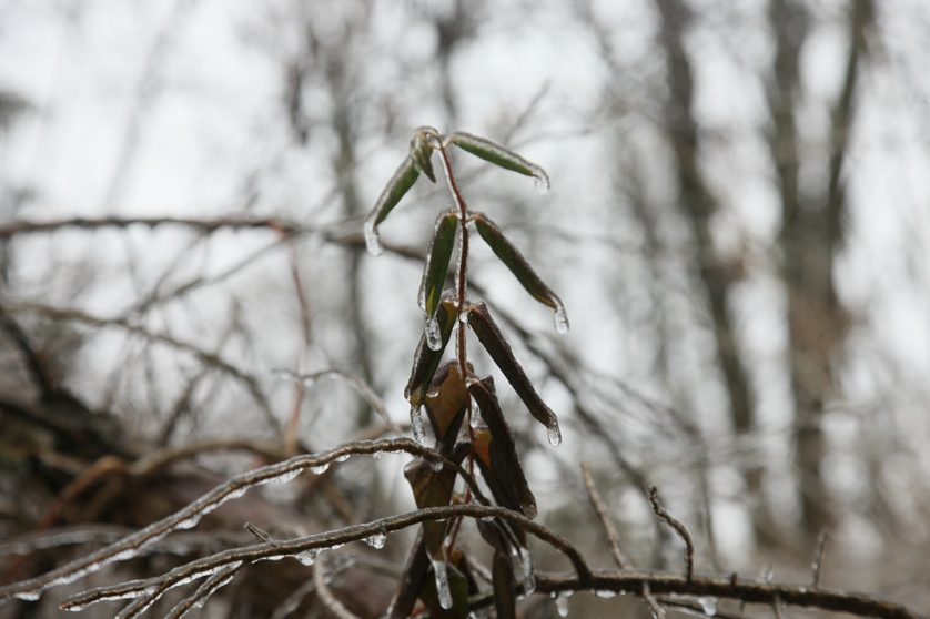 Full Size Image = 2830 K