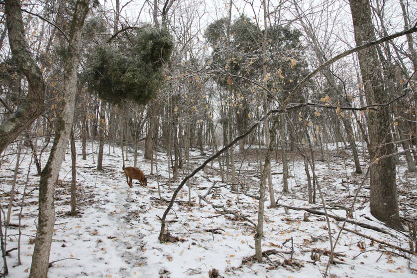 Full Size Image = 6907 K