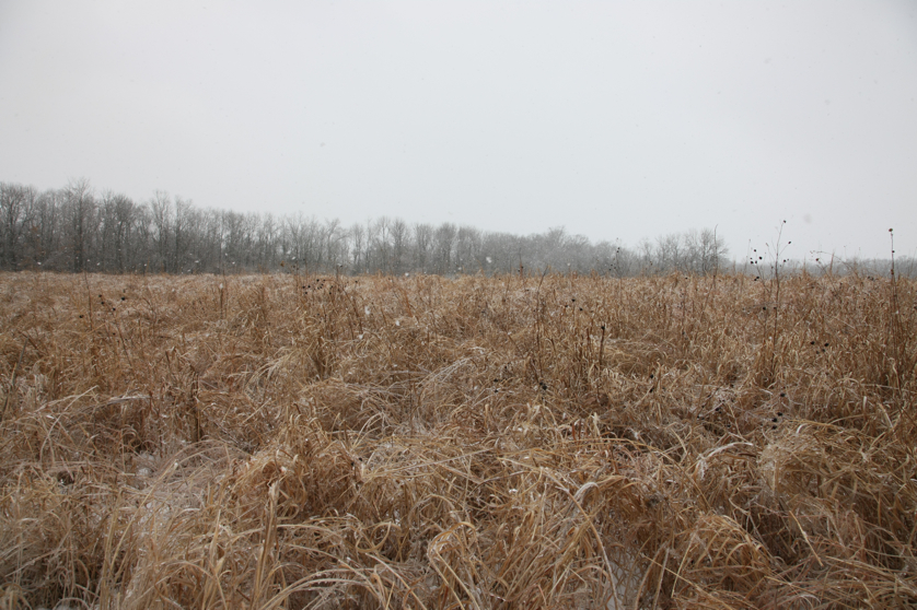 Full Size Image = 4875 K