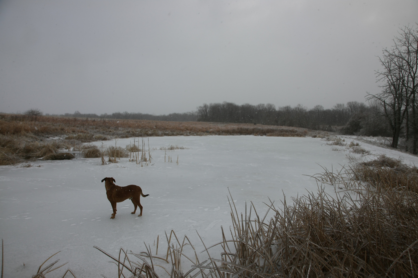 Full Size Image = 3369 K