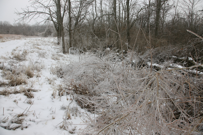 Full Size Image = 6323 K