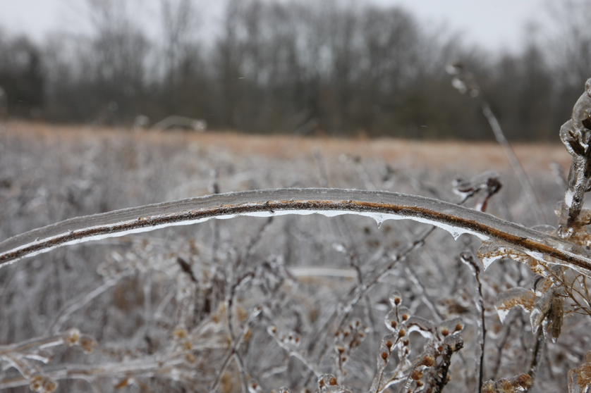 Full Size Image = 3053 K