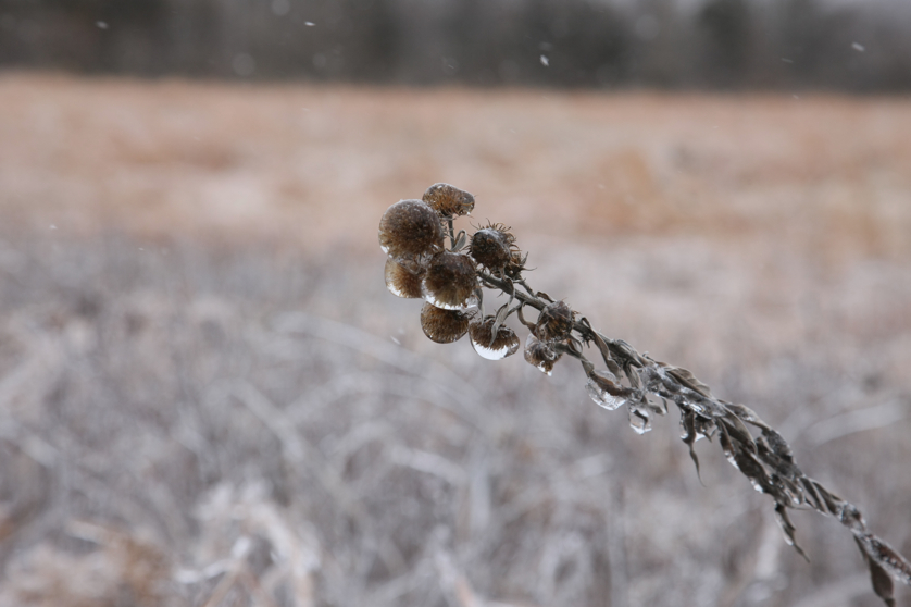 Full Size Image = 2525 K