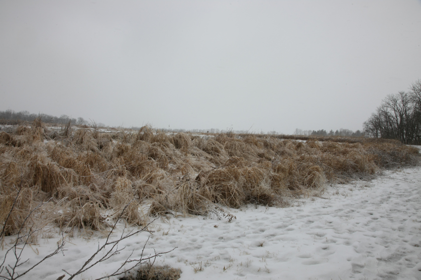 Full Size Image = 3572 K