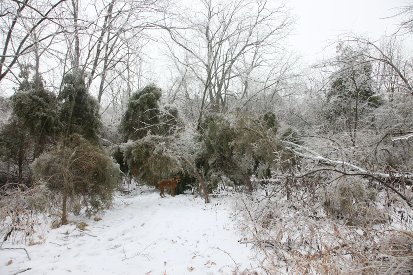 Full Size Image = 6390 K