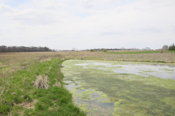 Wetland 3 Algae