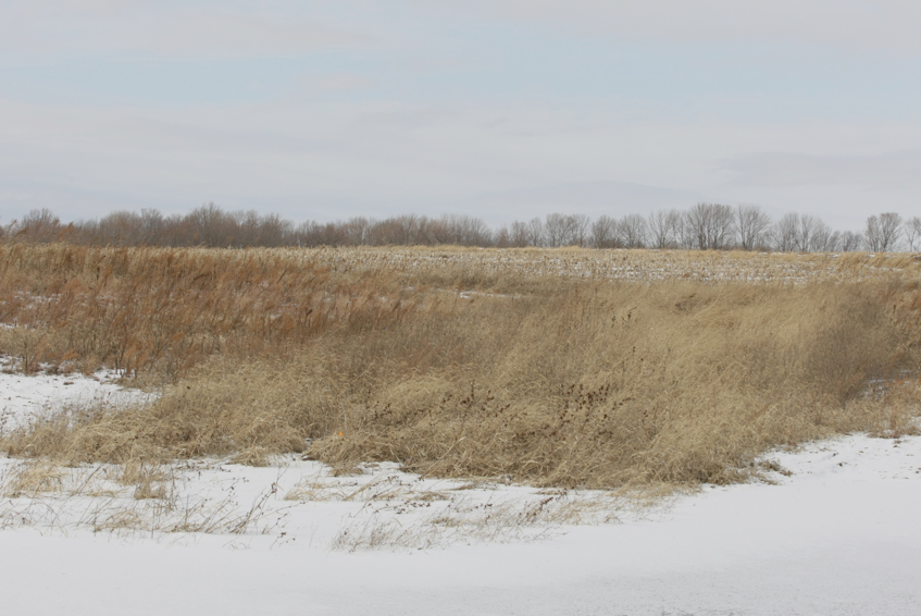 Full Size Image = 2389 K