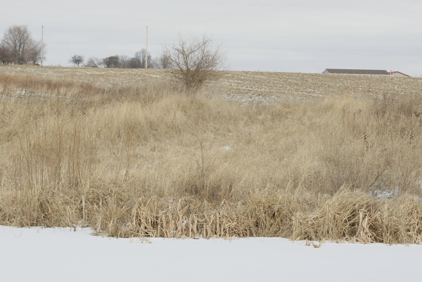 Full Size Image = 2747 K