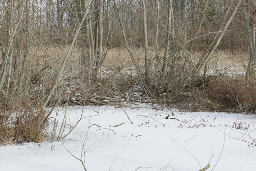 Full Size Image = 3584 K