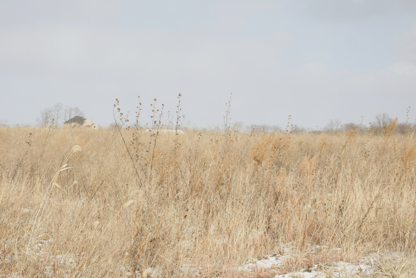 Full Size Image = 2659 K