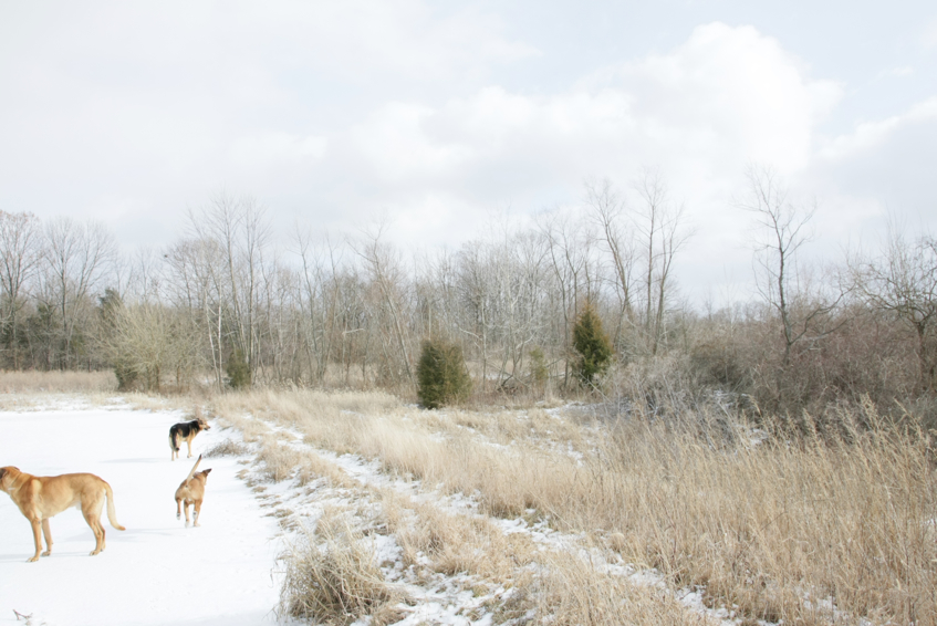 Full Size Image = 2308 K