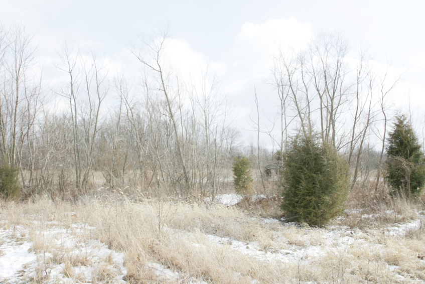 Full Size Image = 2982 K