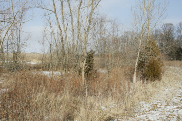 Full Size Image = 2263 K